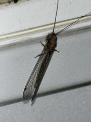 Ululodes macleayanus