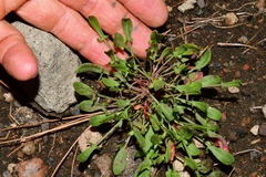 Rumex acetosella