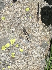 Cordulia shurtleffii