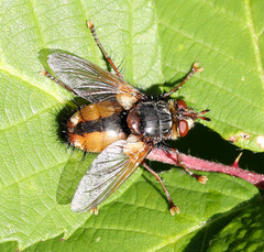 Tachina fera