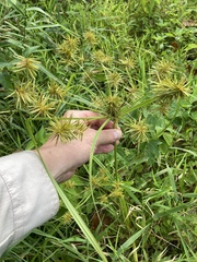 Cyperus