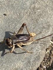 Velarifictorus micado