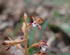 Corallorhiza maculata maculata