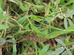 Acrida cinerea