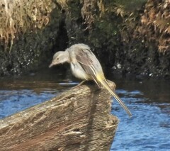 Motacilla cinerea