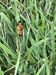 Phyciodes tharos