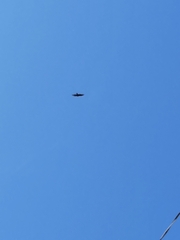 Cathartes aura