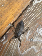 Lethocerus americanus