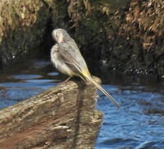 Motacilla cinerea