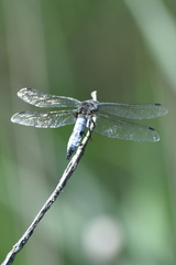 Libellula fulva