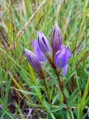 Gentiana pneumonanthe