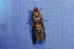 Acrobasis advenella