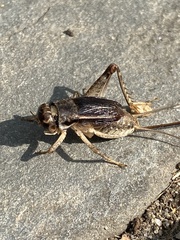 Velarifictorus micado