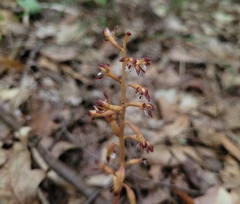 Corallorhiza maculata maculata