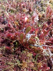 Drosera × obovata