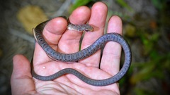 Coluber constrictor paludicola