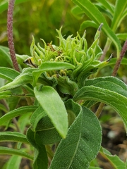 Neolasioptera helianthi