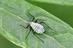 Macrosiphoniella