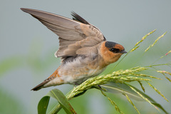 Cave Swallow photo 3