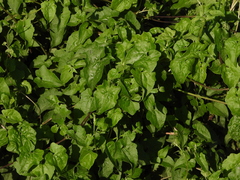 Mikania scandens