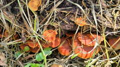 Russulales
