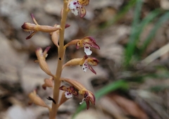 Corallorhiza maculata maculata