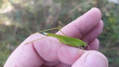 Phaneroptera falcata