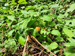 Alkekengi officinarum