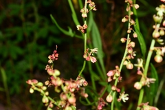 Rumex acetosella