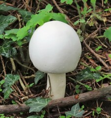 Agaricus arvensis