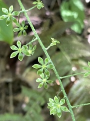 Veratrum parviflorum