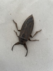 Lethocerus americanus