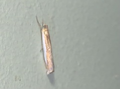 Crambus leachellus