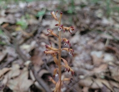 Corallorhiza maculata maculata