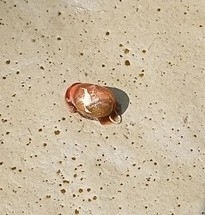 Mollusca