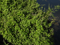 Mikania scandens