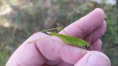 Phaneroptera falcata