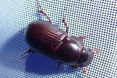 Acrossus rufipes