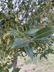 Salix