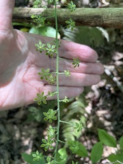 Veratrum parviflorum