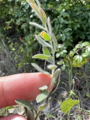 Evolvulus nuttallianus