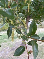 Salix