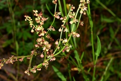 Rumex acetosella