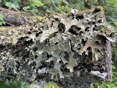Lobaria