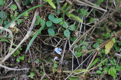 Vigna parkeri