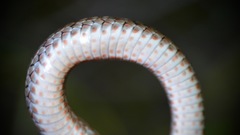 Coluber constrictor paludicola