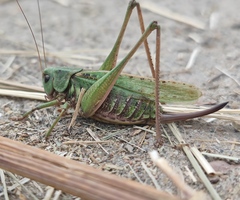 Decticus verrucivorus