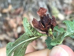 Dasineura crataegi