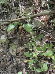 Veratrum parviflorum