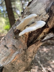 Crepidotus mollis